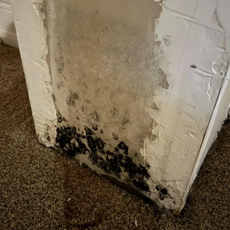 Professional Mold Removal in Comanche County, OK